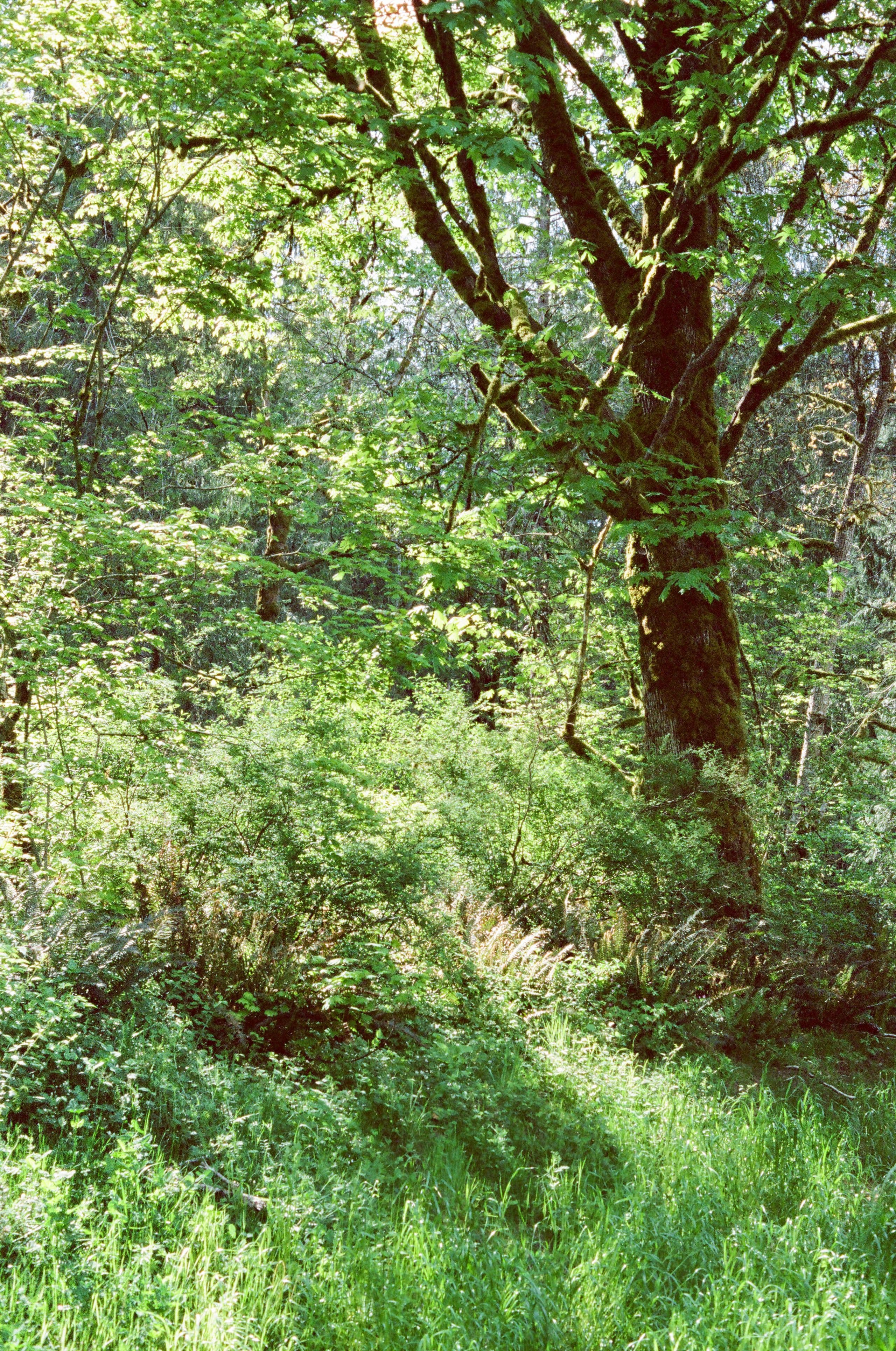 Foliage on Cinestill 800T